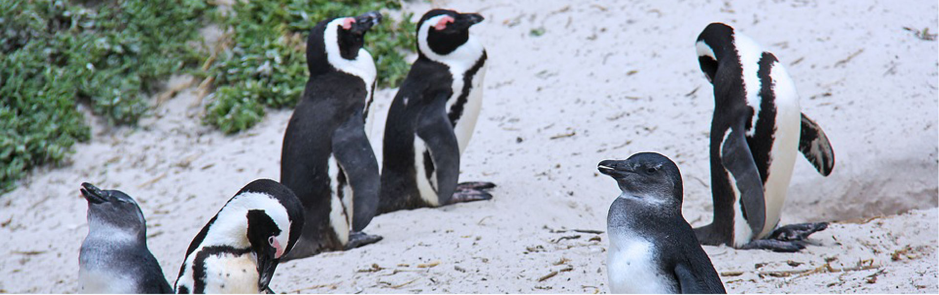 Cape Town Package  ETHOSA-09